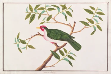 Jambu-Fruchttaube, aus Zeichnungen von Vögeln aus Malakka, ca. 1805-18